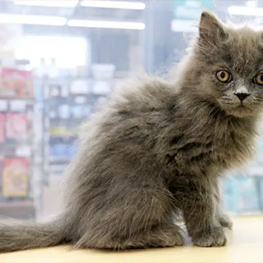 ブリティッシュロングヘア