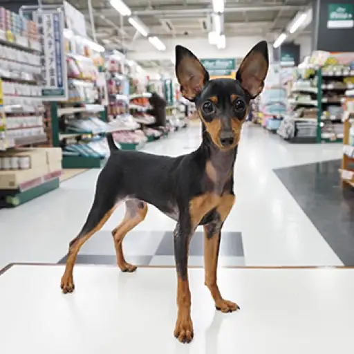 ミニチュア・ピンシャー