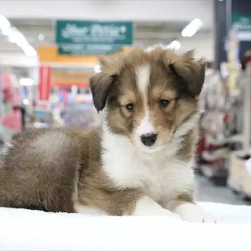 シェットランドシープドッグ