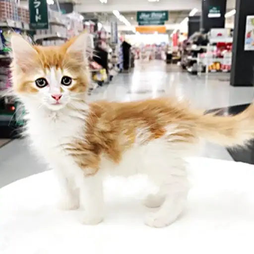 ノルウェージャンフォレストキャット