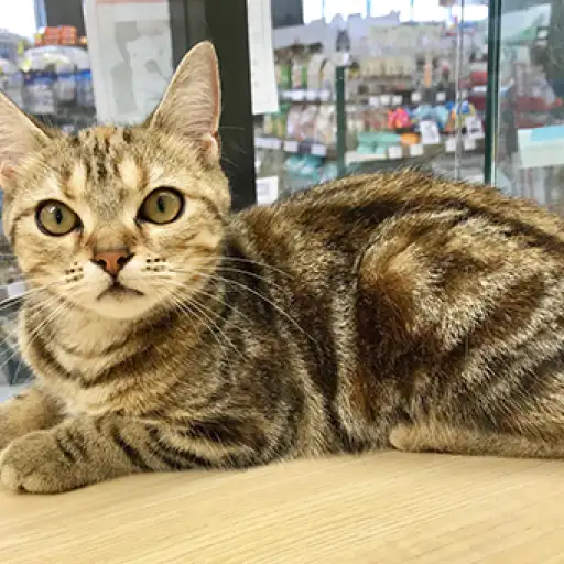 アメリカンショートヘア