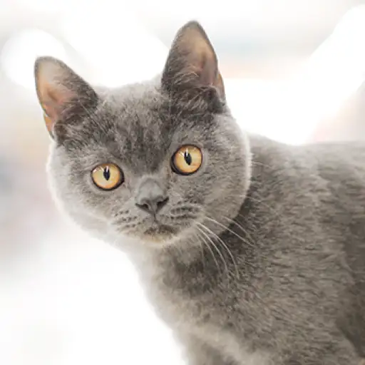 ブリティッシュショートヘア