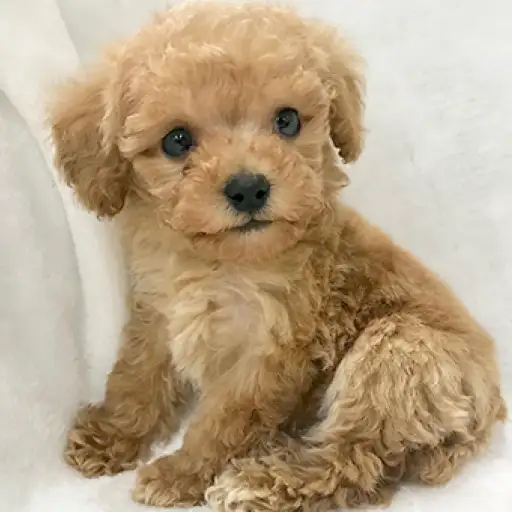 トイ・プードル