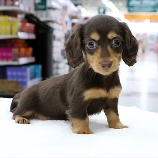 カニンヘン・ダックスフント