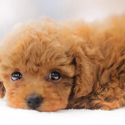 トイ・プードル