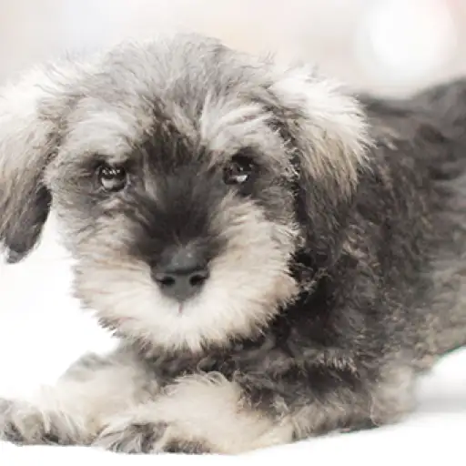 ミニチュア・シュナウザー