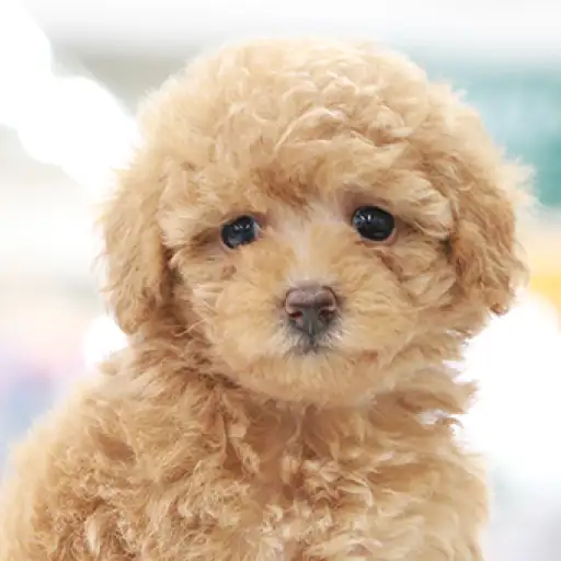 トイ・プードル