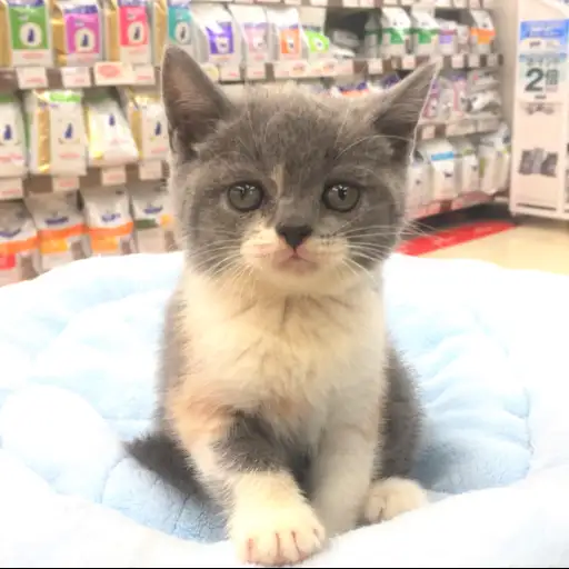 ブリティッシュショートヘア