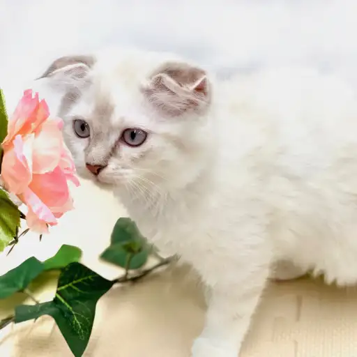 スコティッシュフォールド