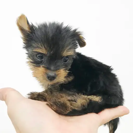 ヨークシャーテリア