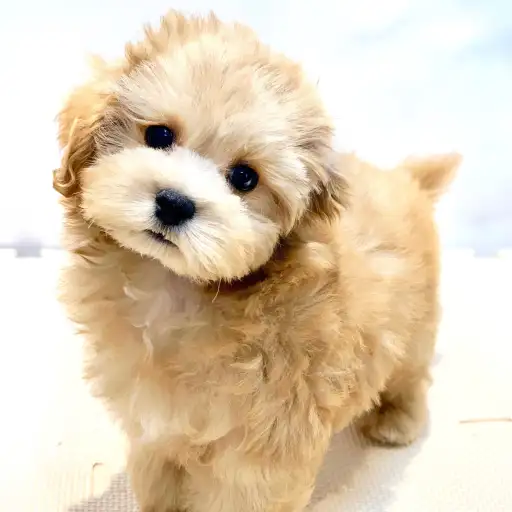 MIX（トイプードル×マルチーズ）