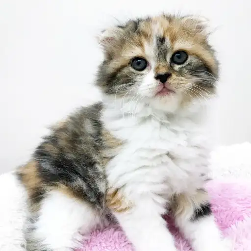 スコティッシュフォールド