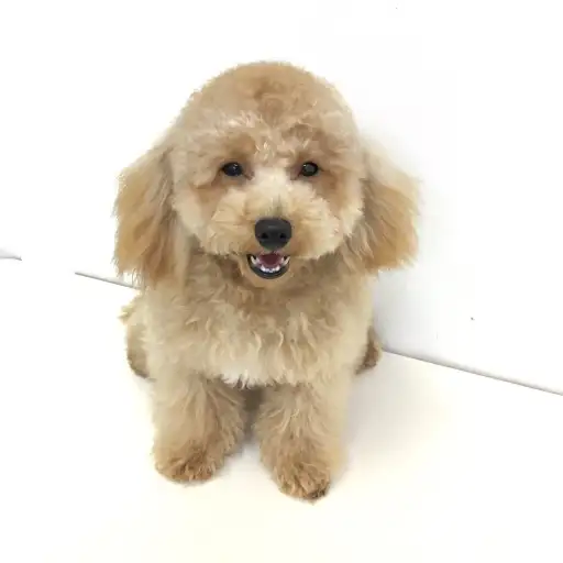 トイ・プードル