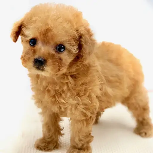 トイ・プードル