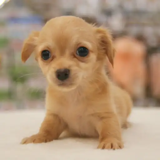 MIX（チワワ×ダックスフント）