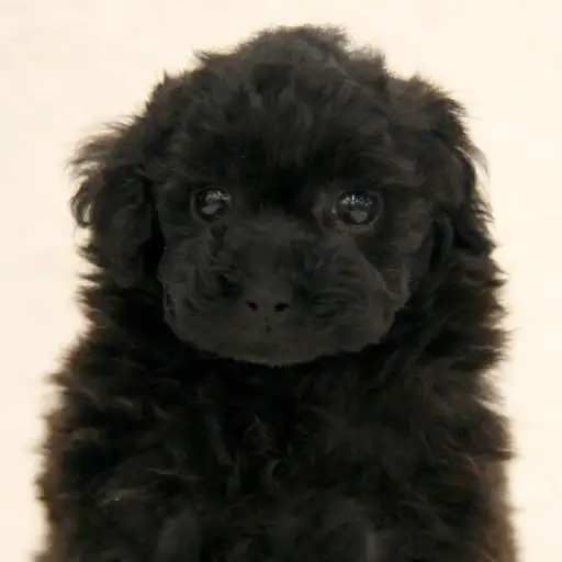 トイ・プードル