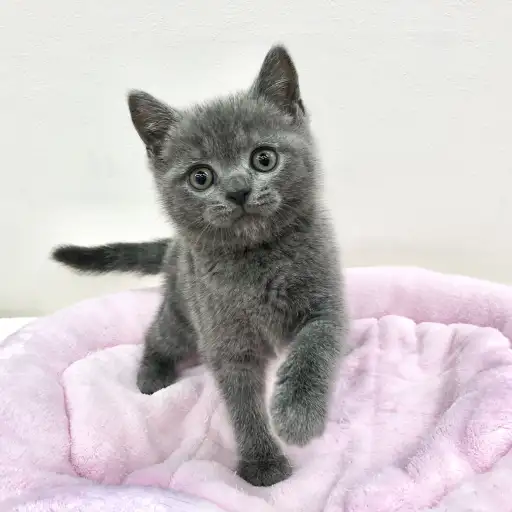 ブリティッシュショートヘア