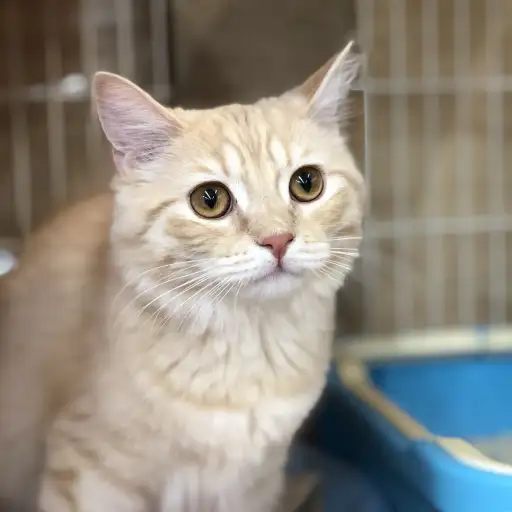 スコティッシュフォールド