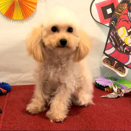 トイ・プードル