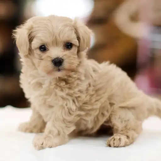 MIX（マルチーズ×トイプードル）