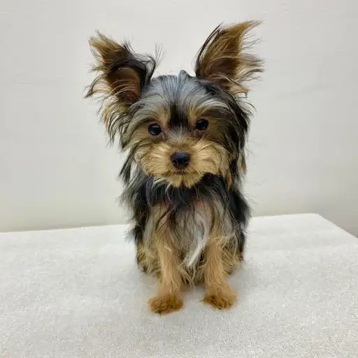 ヨークシャーテリア