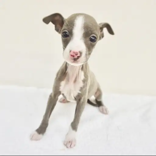 イタリアングレーハウンド