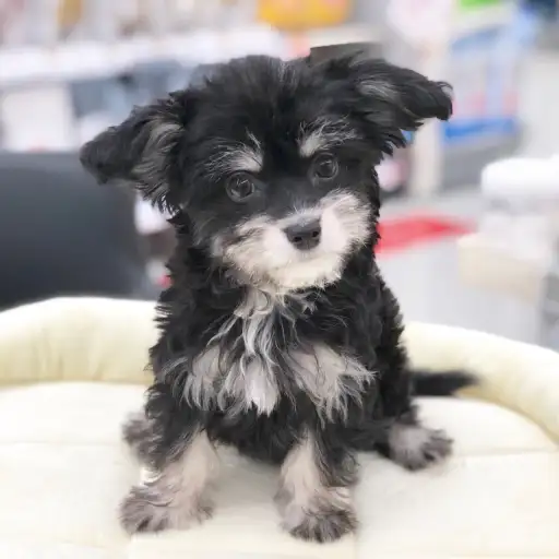 MIX（マルチーズ×チワワ）