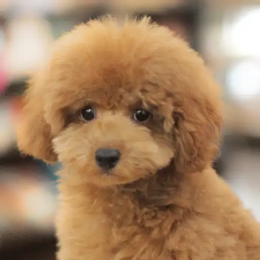 トイ・プードル