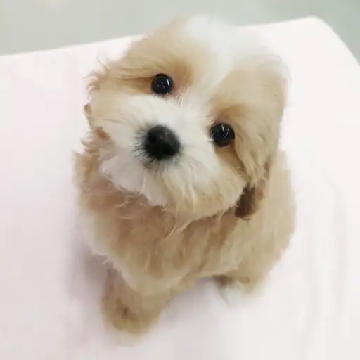 MIX（トイプードル×マルチーズ）