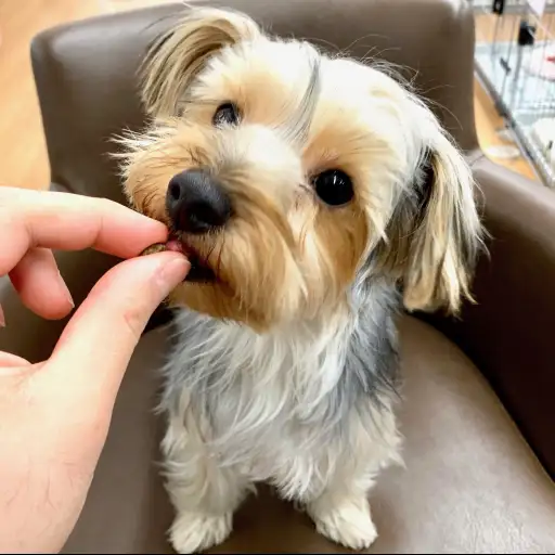 ヨークシャーテリア