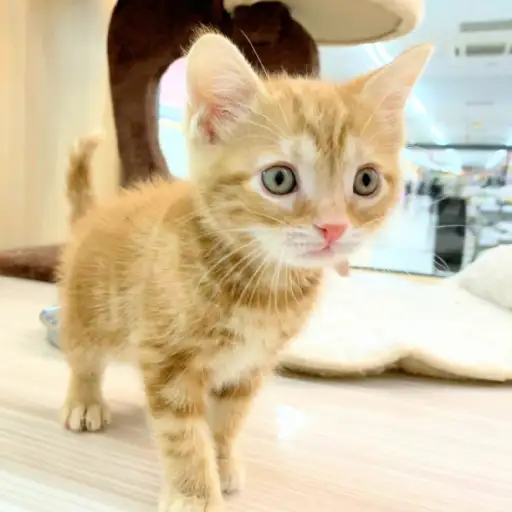 アメリカンショートヘア