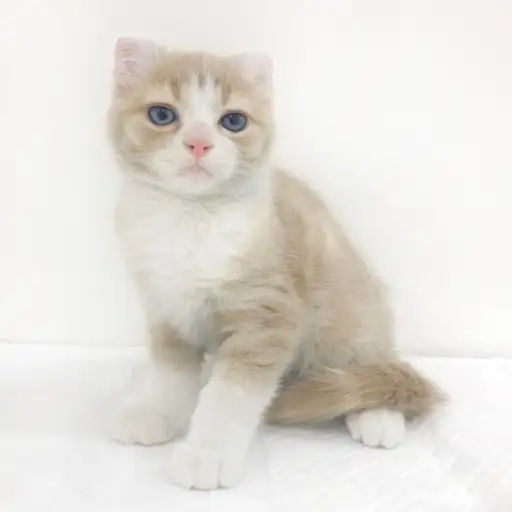 アメリカンカール