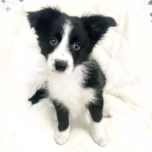 ボーダーコリー