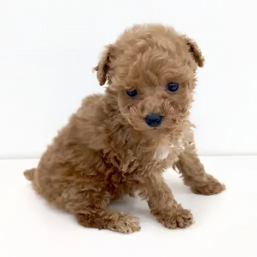 トイ・プードル