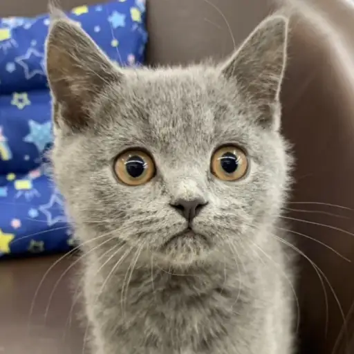 ブリティッシュショートヘア