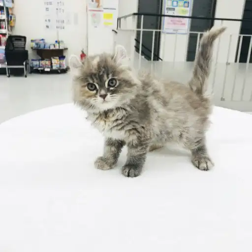 アメリカンカール