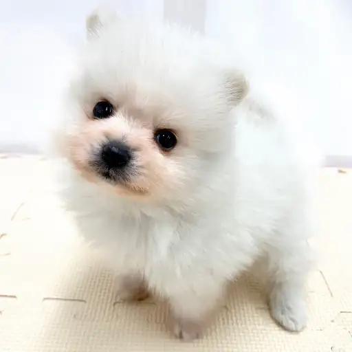 ポメラニアン