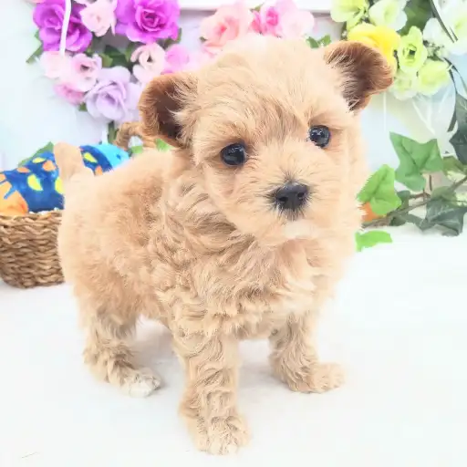 MIX（マルチーズ×トイプードル）