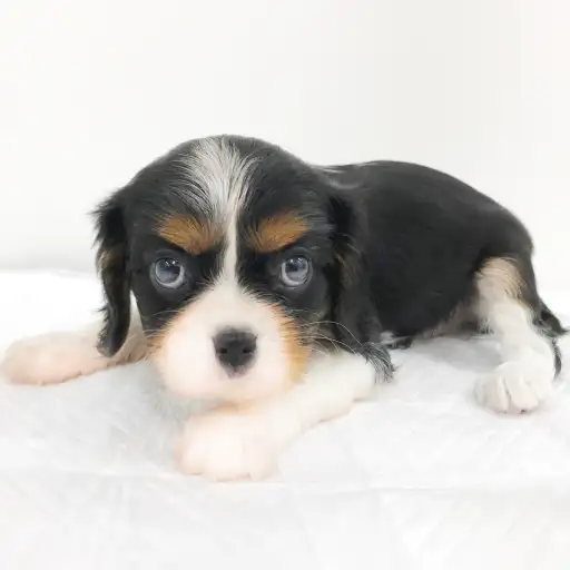 キャバリア・キングチャールズ・スパニエル
