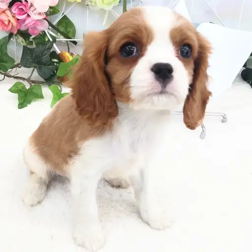 キャバリア・キングチャールズ・スパニエル