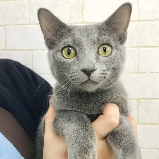 ロシアンブルー