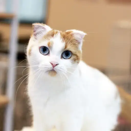 スコティッシュフォールド