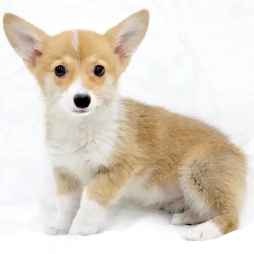 ウェルシュコーギーペンブローク