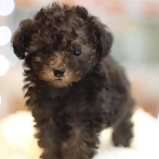 トイ・プードル