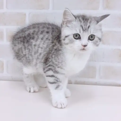 スコティッシュフォールド