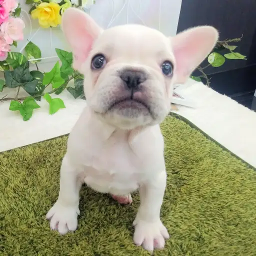 フレンチブルドッグ
