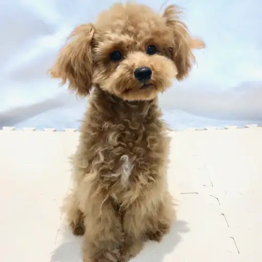 トイ・プードル