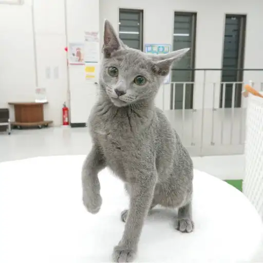 ロシアンブルー