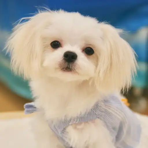 MIX（マルチーズ×ペキニーズ）