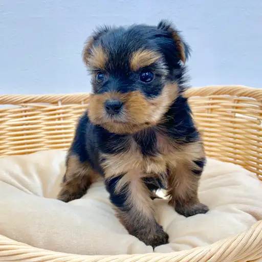 ヨークシャーテリア